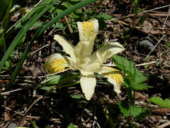 Iris chrysophylla