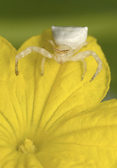 Thomisus spectabilis