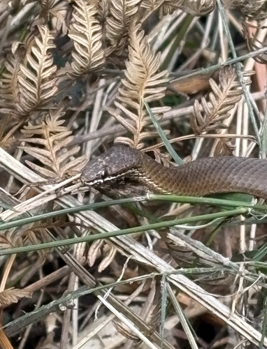 White-lipped Snake