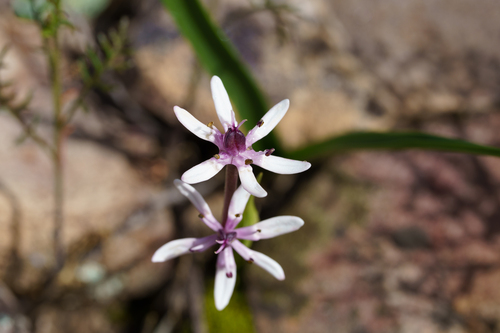 Wurmbea australis (Wurmbea australis)