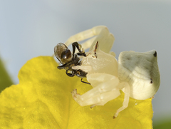 Thomisus spectabilis