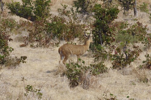 Southern Reedbuck