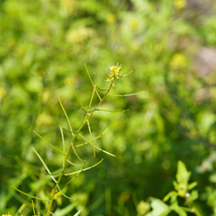 Sisymbrium erysimoides