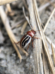 Zygogramma conjuncta conjuncta