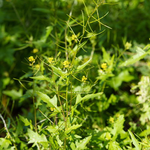 Sisymbrium erysimoides, photograph 1