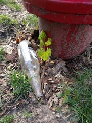 Acer platanoides