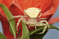 Thomisus spectabilis