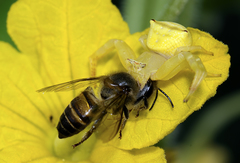 Thomisus spectabilis