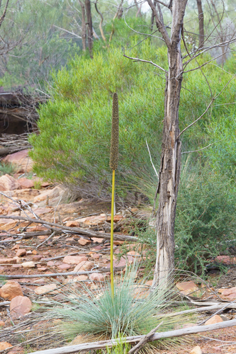 Xanthorrhoea quadrangulata, photograph 4