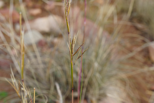Cymbopogon ambiguus, photograph 2