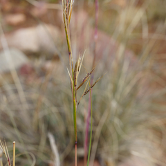 Cymbopogon ambiguus, photograph (c) Kym Nicolson, some rights reserved (CC BY)