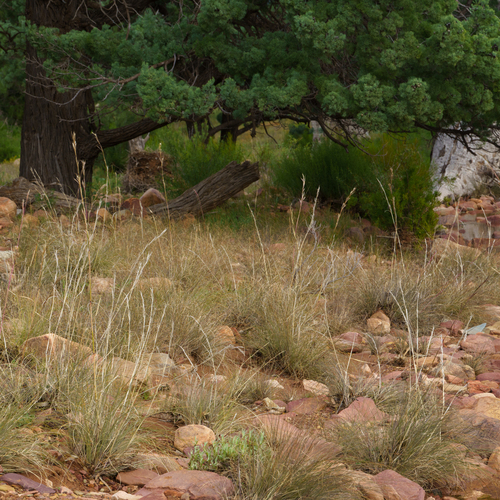 Cymbopogon ambiguus