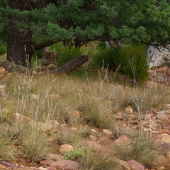 Cymbopogon ambiguus