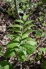 Polygonatum biflorum biflorum