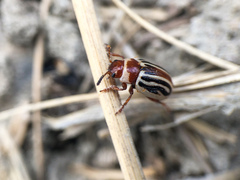 Zygogramma conjuncta conjuncta