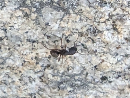 iNaturalist observation photo of Western Black Carpenter Ant