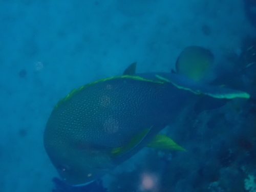 Lutjanus rivulatus observed 2026-08-25
