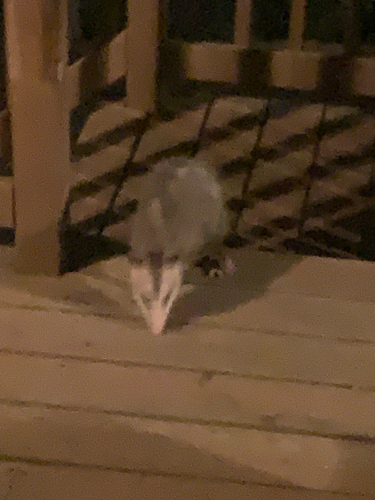 Virginia Opossum