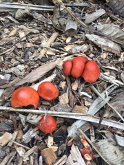 Leratiomyces ceres