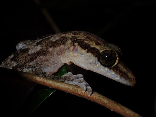 Philippine Bow-fingered Gecko, Cyrtodactylus philippinicus