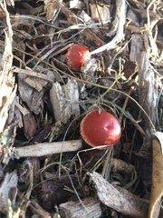 Leratiomyces ceres