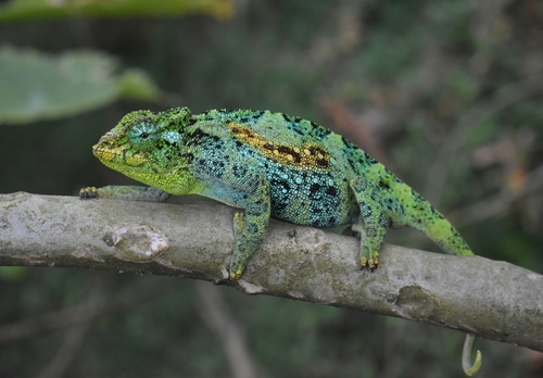 Johnston's Chameleon