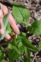 Polygonatum biflorum biflorum
