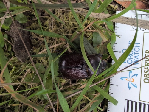 Cheiroplatys bifossus