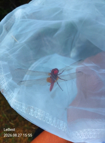 Scarlet Skimmer