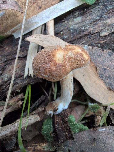 Gymnopilus allantopus