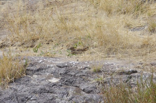 Water Thick-knee