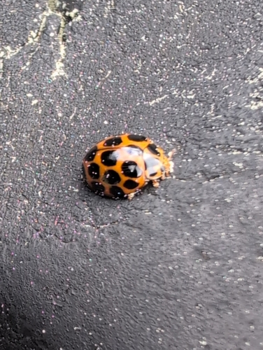 Large Spotted Ladybird