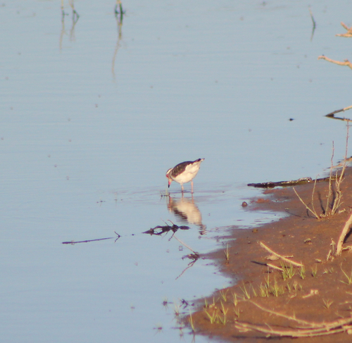 iNaturalist image