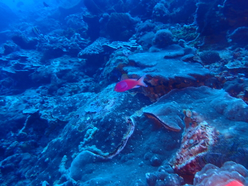 Pseudanthias pleurotaenia observed 2026-08-26