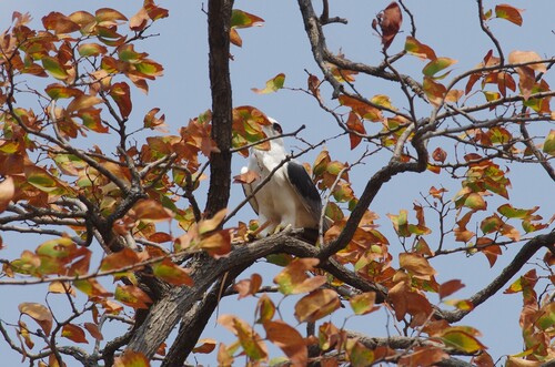 African Black-winged Kite