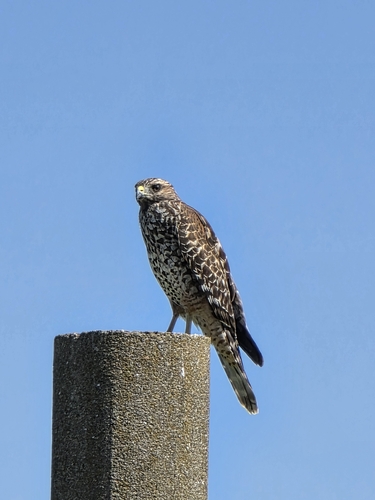 Red-shouldered Hawk