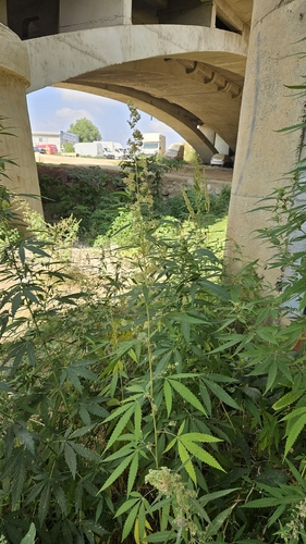 Cannabis