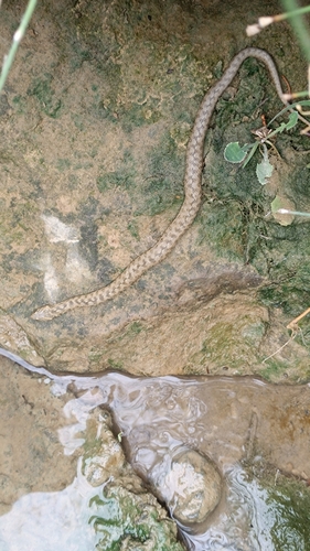 Viperine Snake