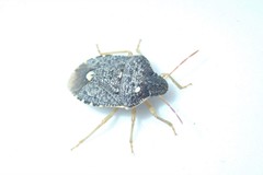 Holcostethus abbreviatus