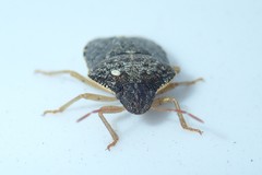 Holcostethus abbreviatus