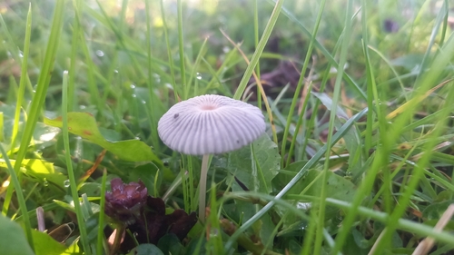 pleated inkcap