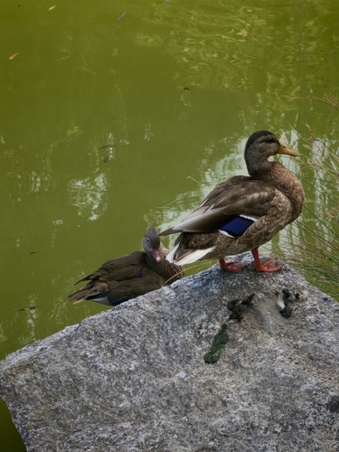 Mallard