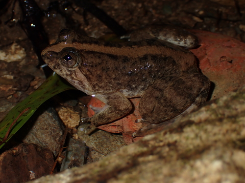 Occidozyga laevis observed 2026-08-25