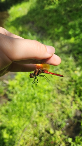 Sympetrum speciosum