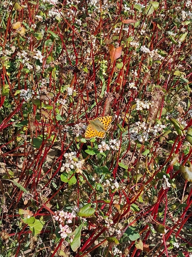 Queen of Spain Fritillary