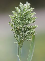 Sclerochloa dura