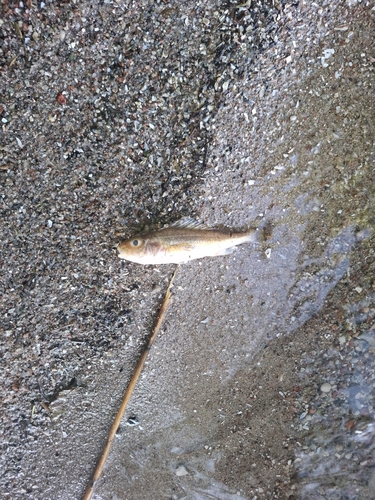 Ruffe