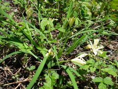 Iris chrysophylla