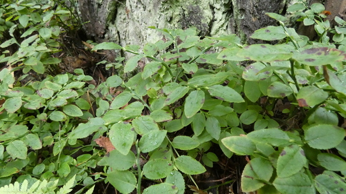 Наблюдение на iNaturalist