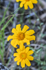 Eriophyllum lanatum achilleoides
